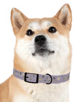 Meadow Moments: Dog Collar