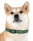 Wildbloom Walk: Dog Collar