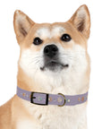 Wildbloom Walk: Dog Collar