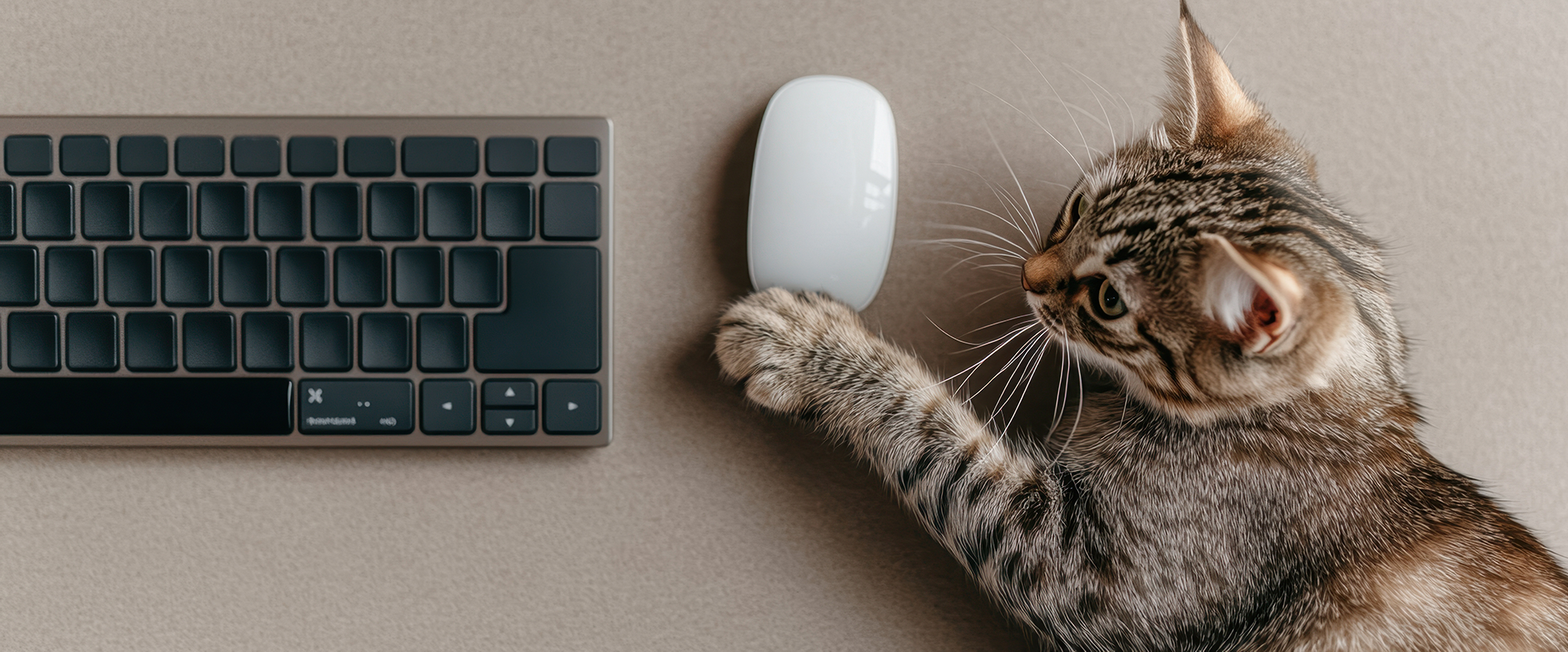 Cat interacting with a computer mouse on a desk