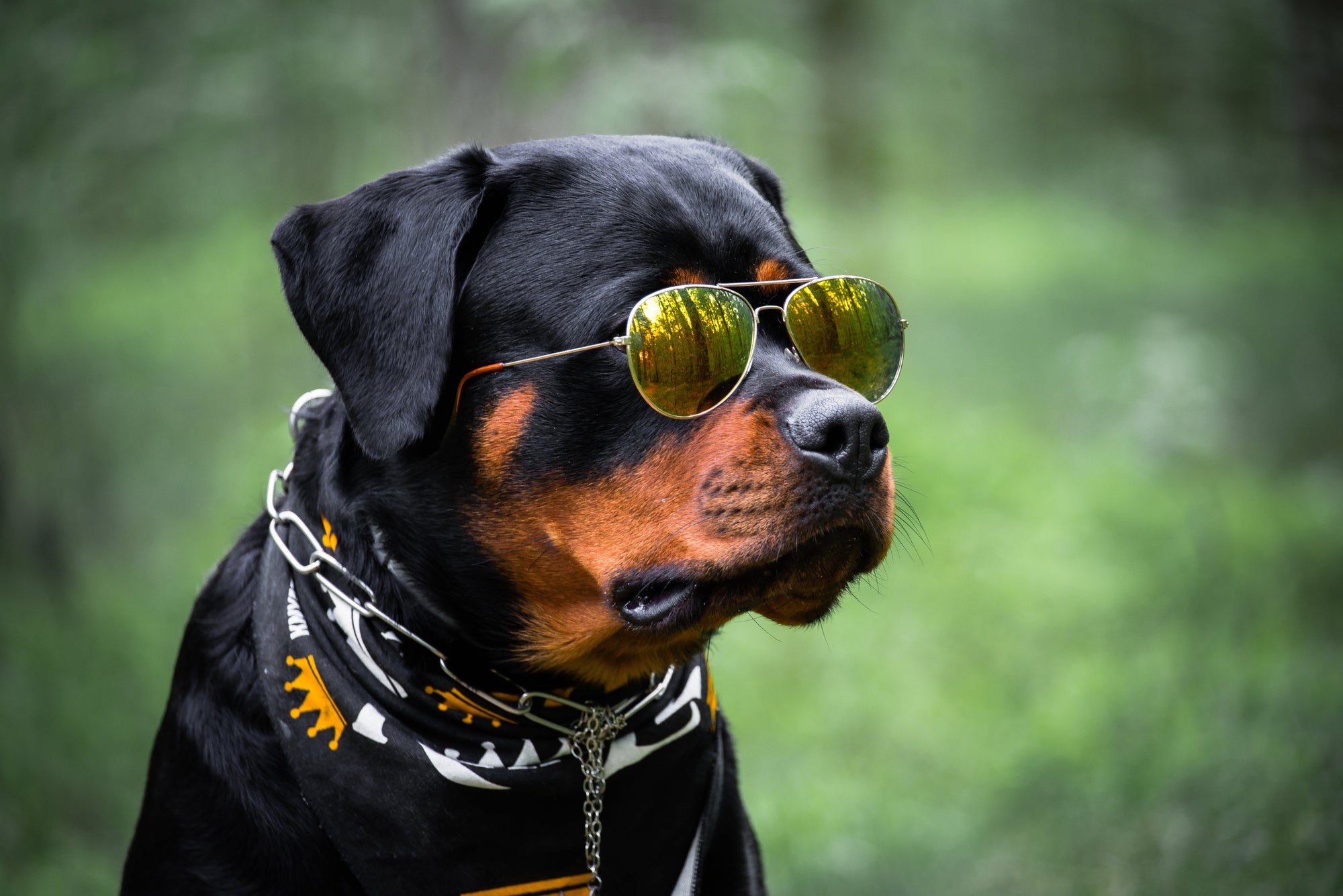 Petwear