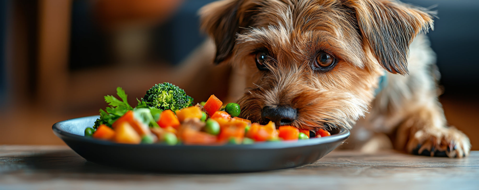 Pet Refreshment