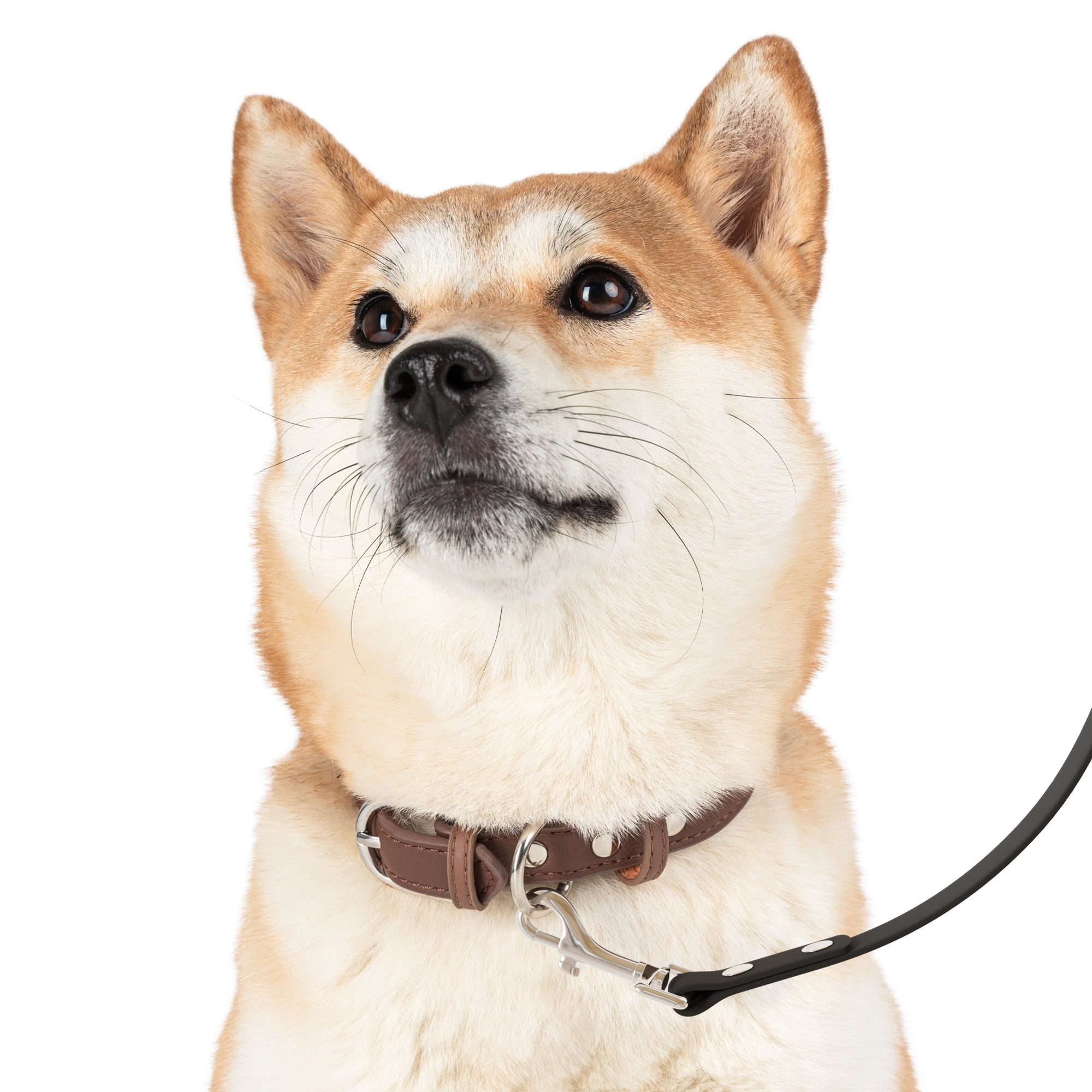 Meadow Moments: Leash