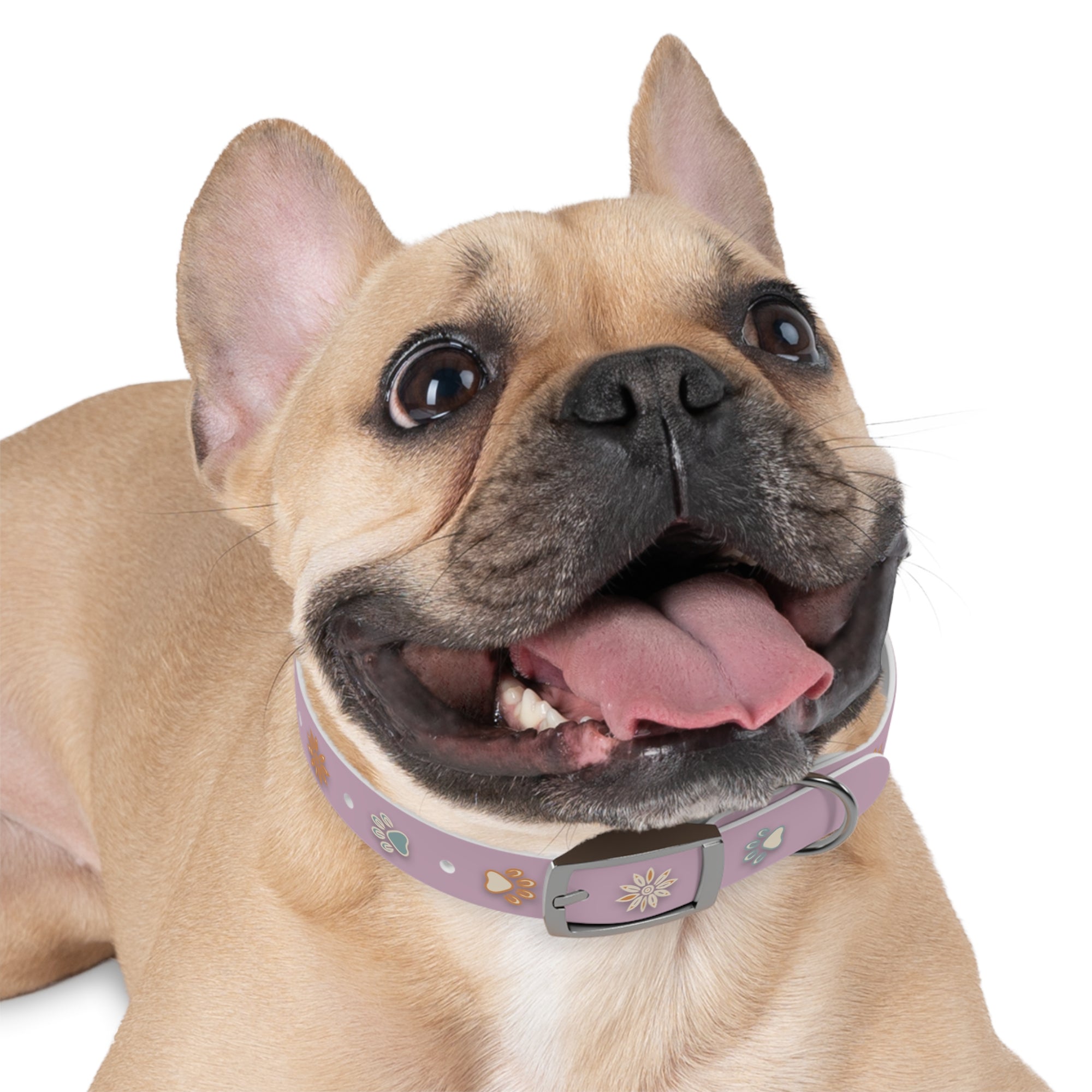 Wildbloom Walk: Dog Collar