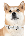Wildbloom Walk: Dog Collar