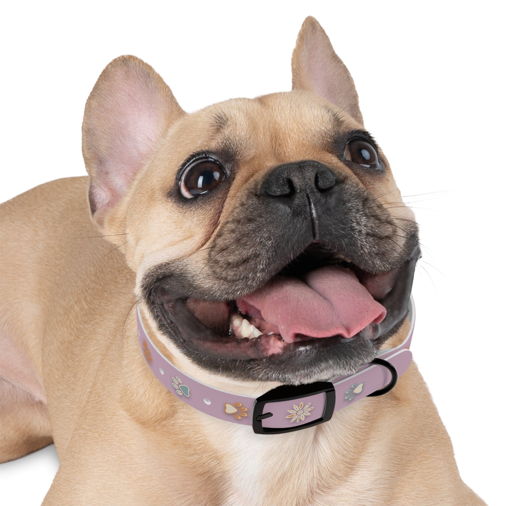 Wildbloom Walk: Dog Collar