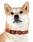 Meadow Moments: Dog Collar