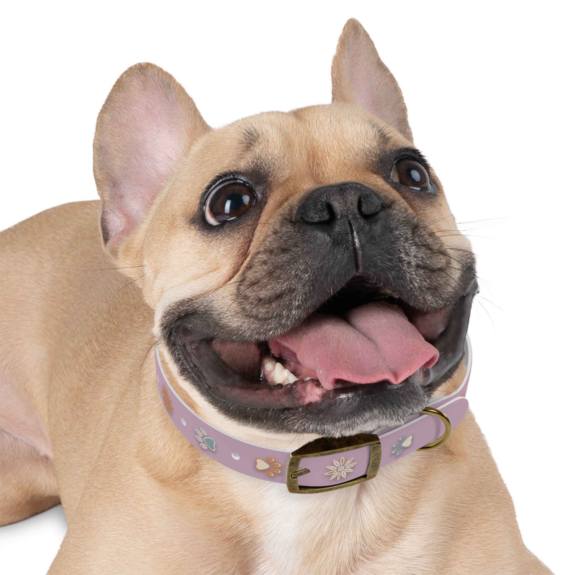 Wildbloom Walk: Dog Collar