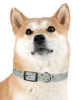 Meadow Moments: Dog Collar