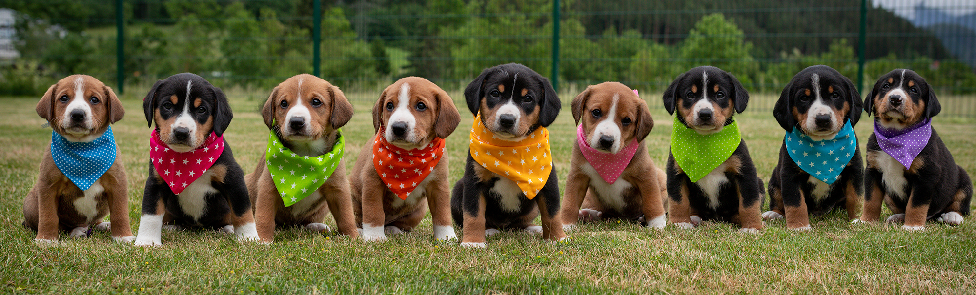 Row of puppies wearing colorful bandanas on a grassy field.