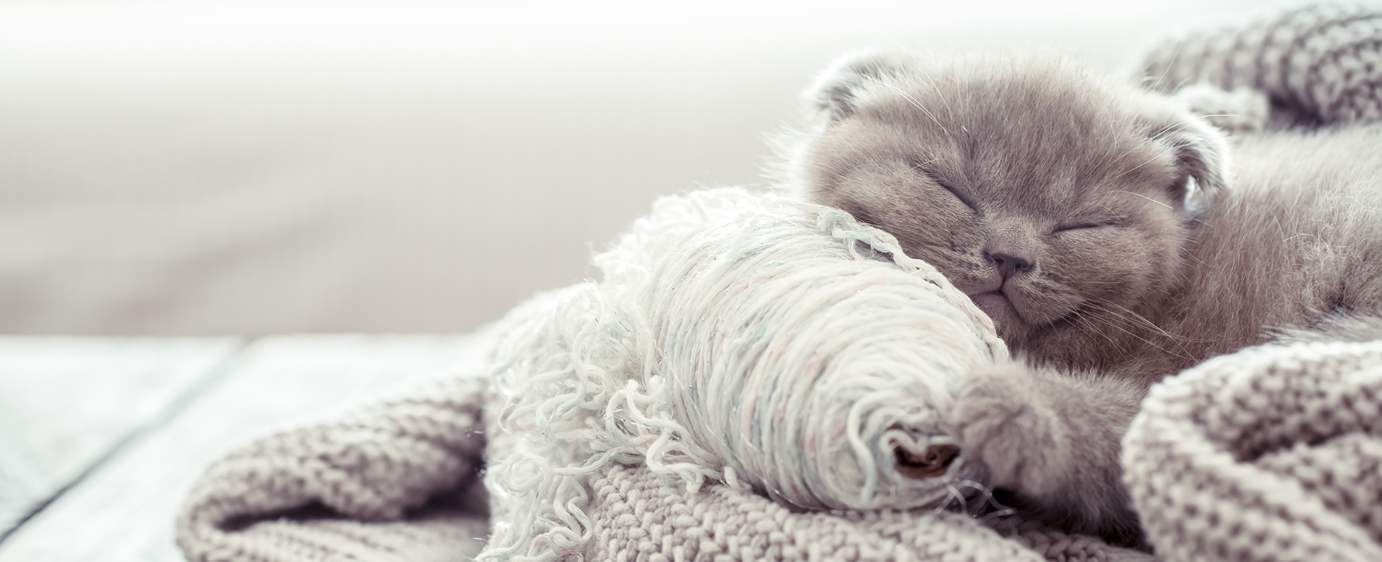 Sleeping kitten with a ball of yarn on a soft surface