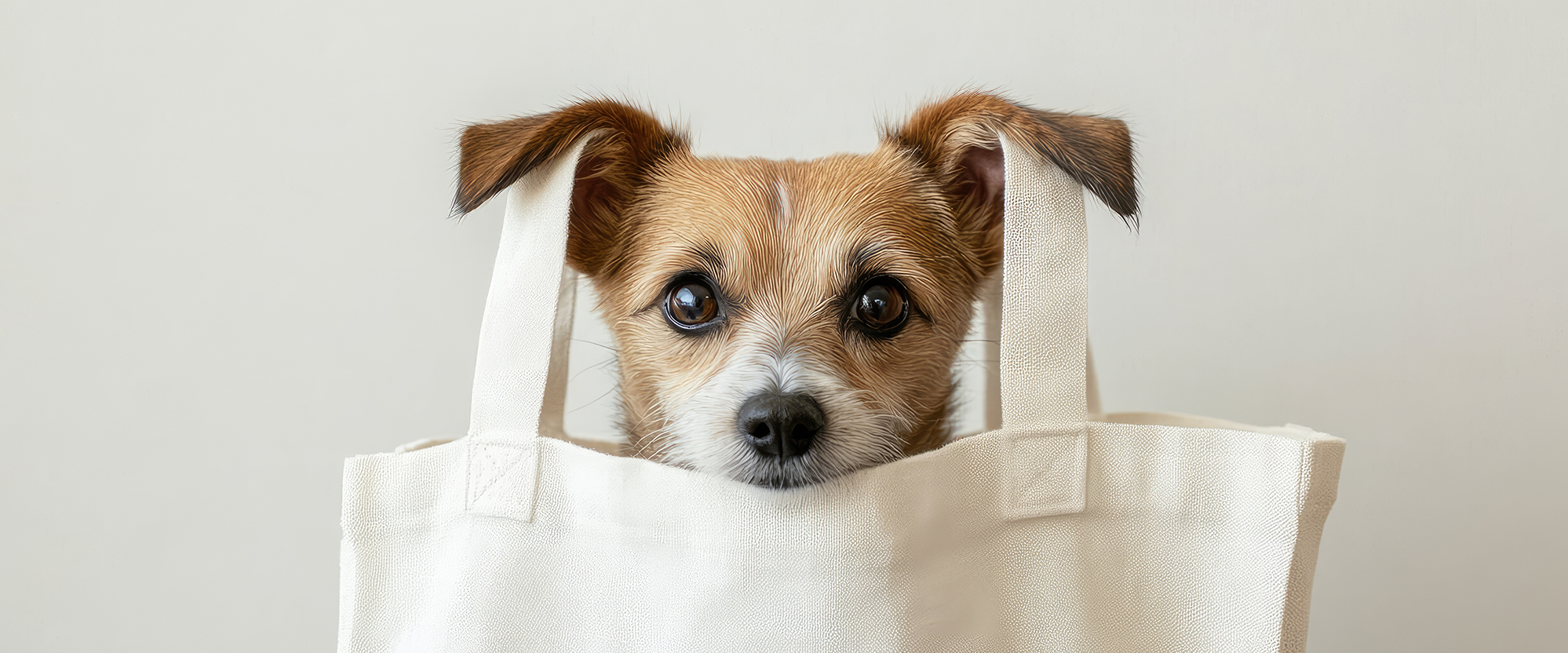 Small dog peeking out from a white tote bag against a plain background