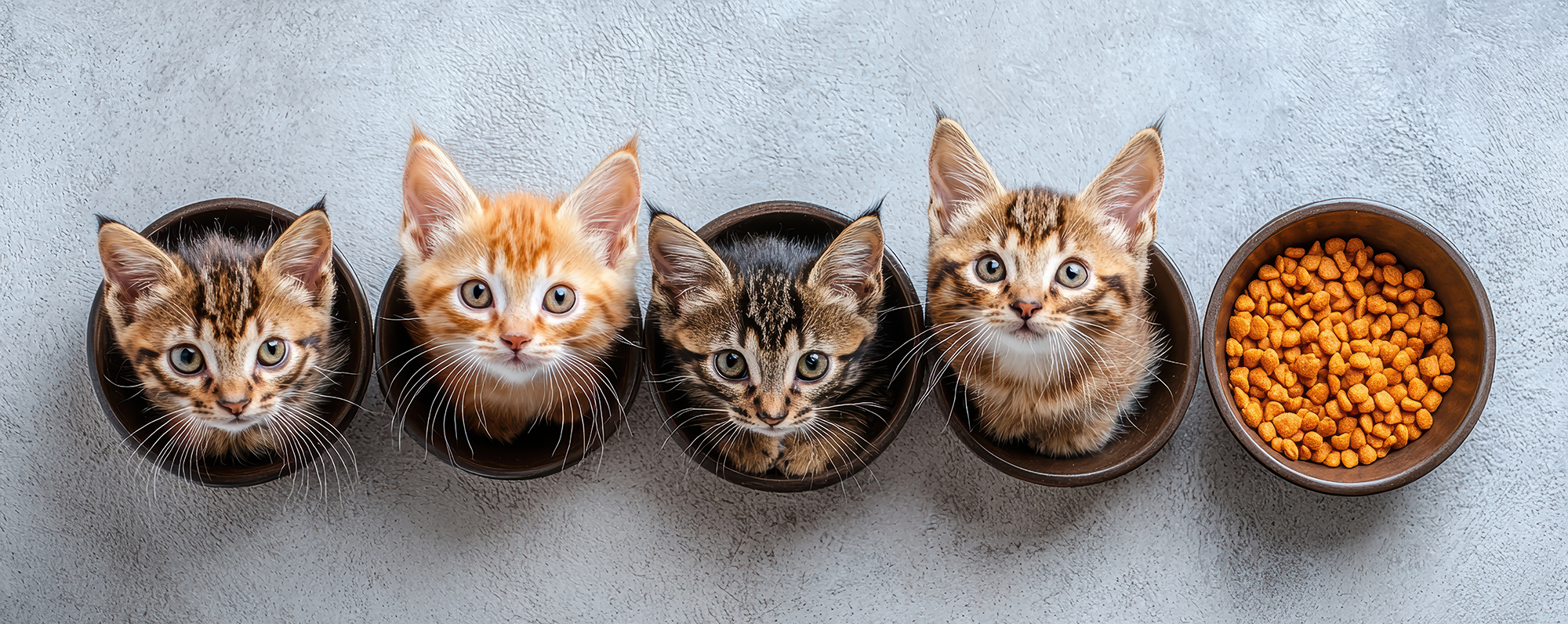 Five kittens in bowls with a bowl of cat food on a gray background