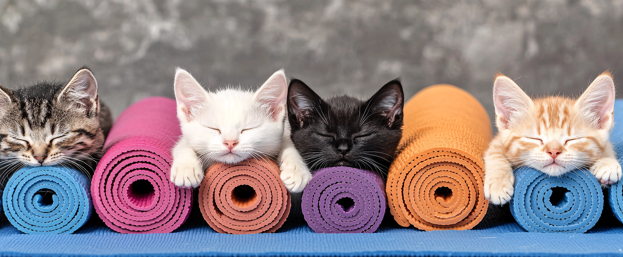 Five kittens of different colors sitting on colorful yoga mats.